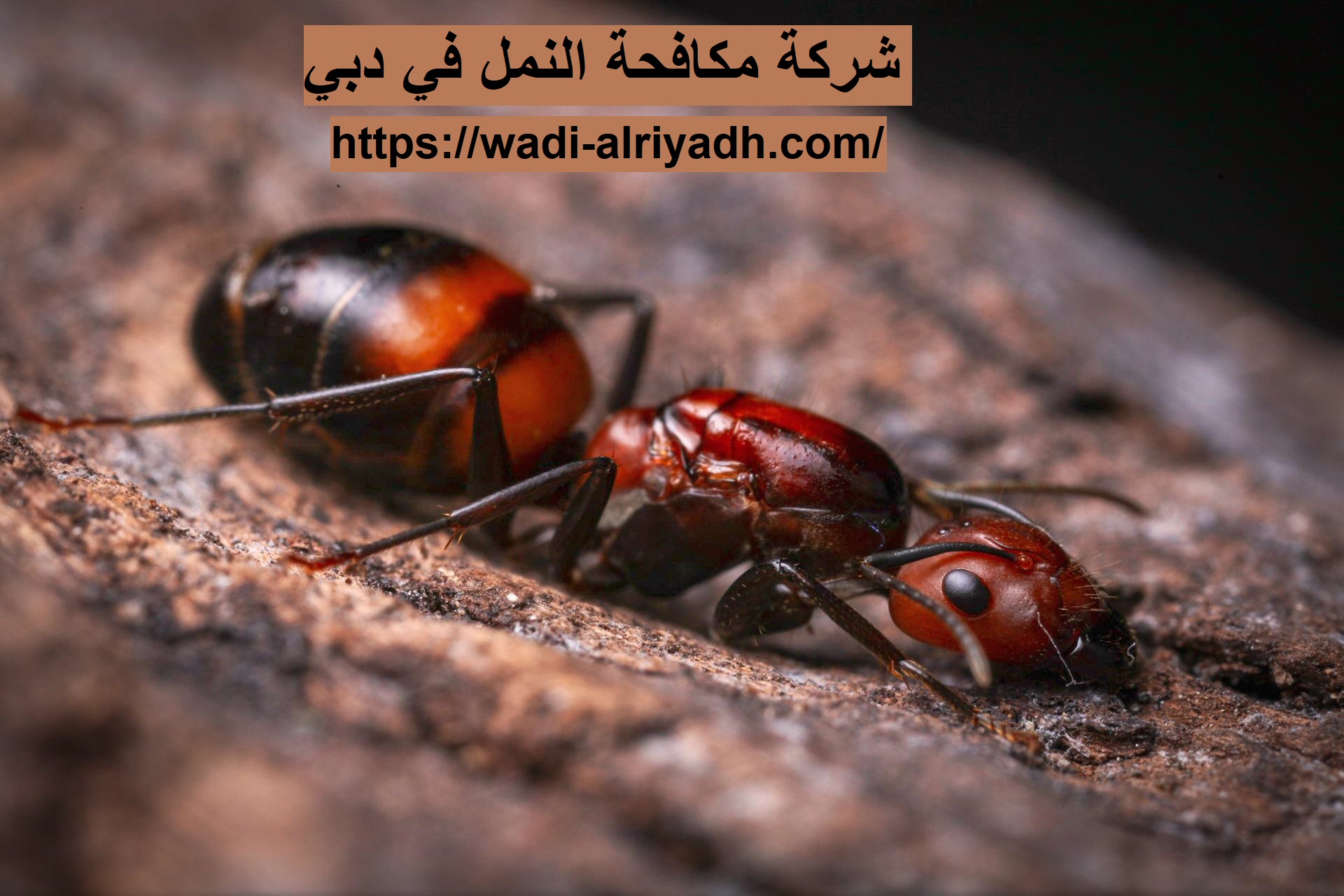 شركة مكافحة النمل في دبي |0555403225
