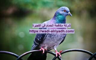 شركة مكافحة الحمام في الفجيرة