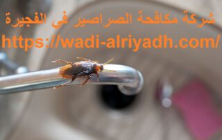 شركة مكافحة الصراصير في الفجيرة