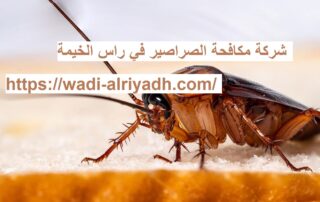 شركة مكافحة الصراصير في راس الخيمة
