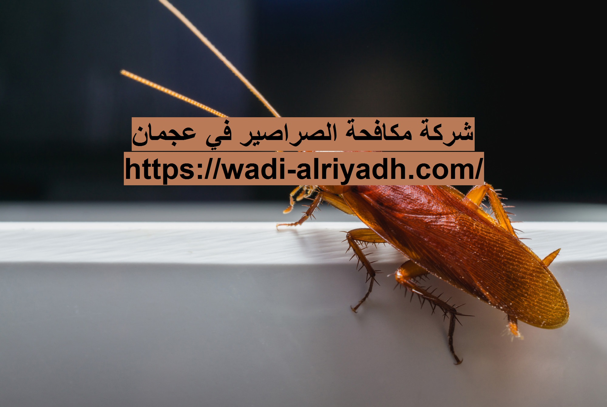 شركة مكافحة الصراصير في عجمان |0555403225| محاربة الحشرات