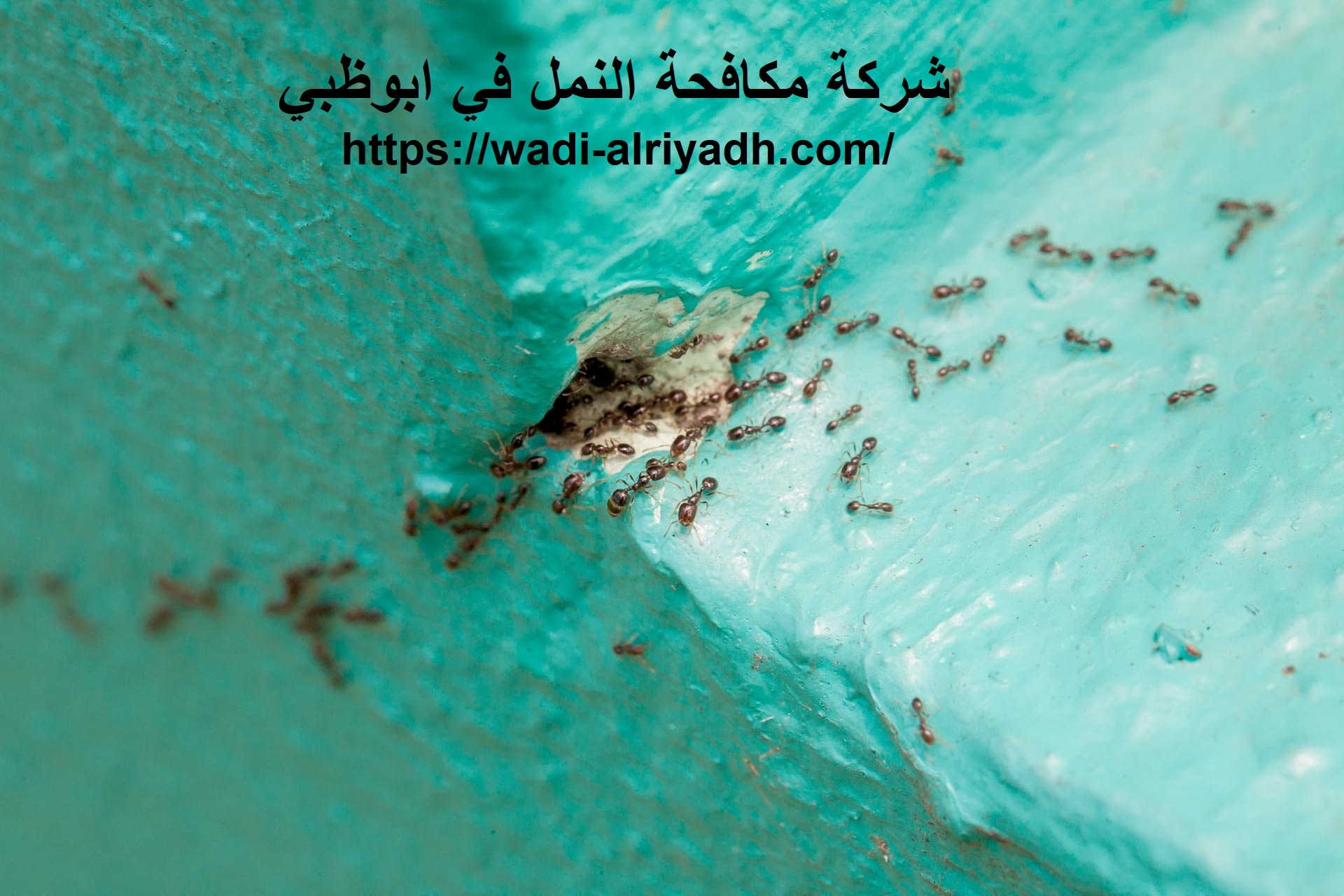 شركة مكافحة النمل في ابوظبي |0555403225