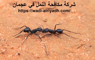 شركة مكافحة النمل في عجمان
