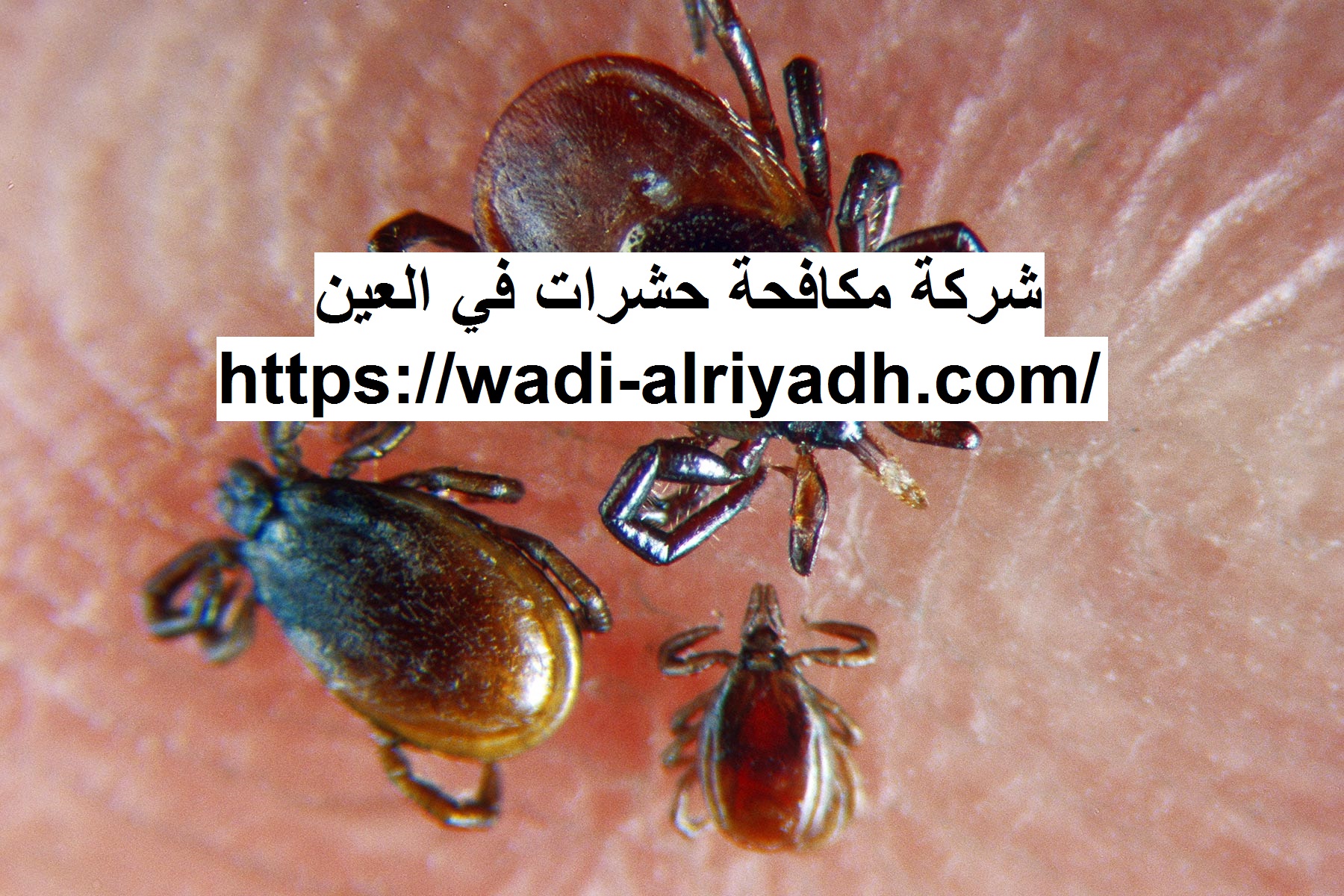 شركة مكافحة حشرات في العين |0555403225| رش الحشرات