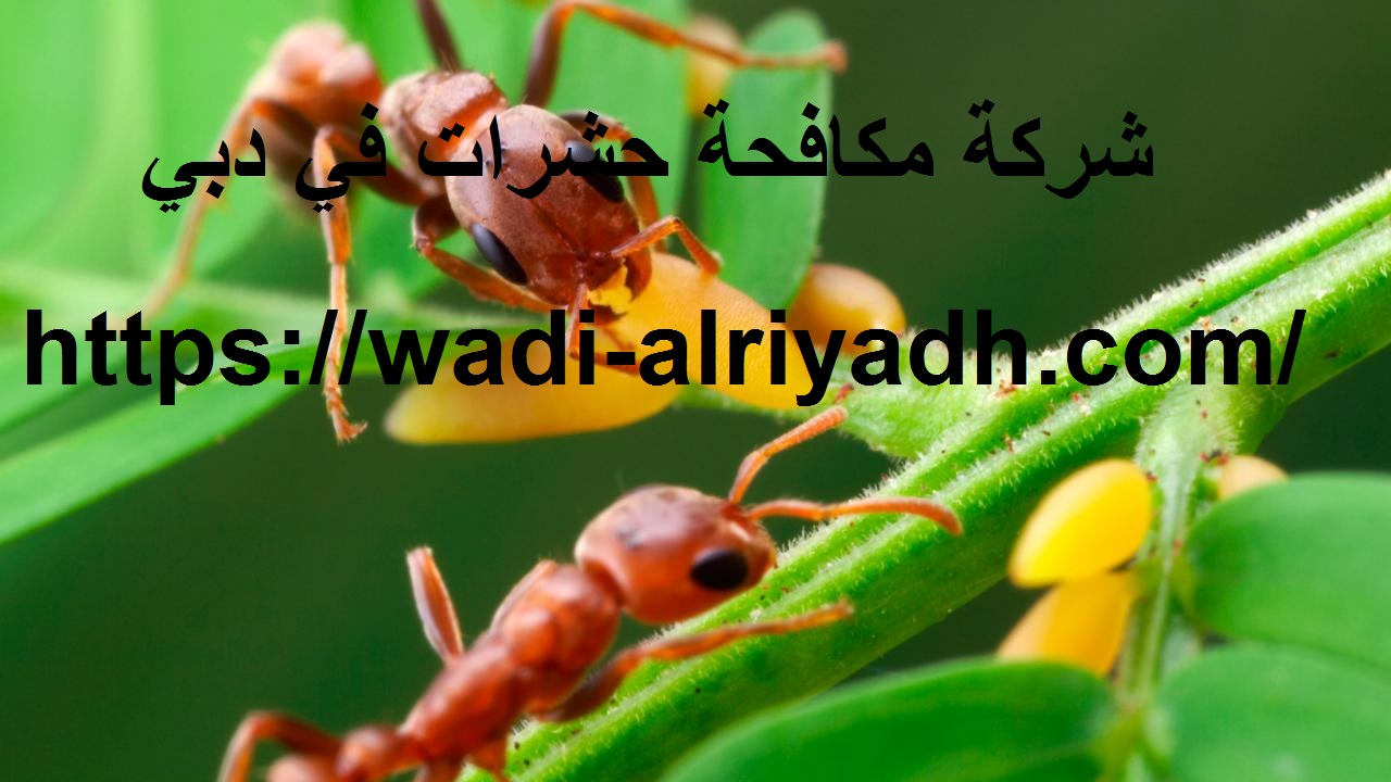 شركة مكافحة حشرات في دبي |0555403225| رش الحشرات