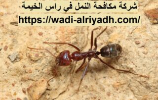 شركة مكافحة النمل في راس الخيمة