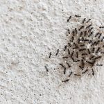 أفضل طرق التخلص من النمل داخل البيت