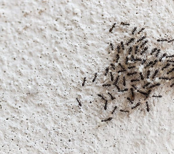 أفضل طرق التخلص من النمل داخل البيت