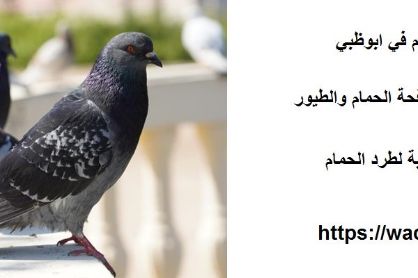 شركة مكافحة الحمام في ابوظبي