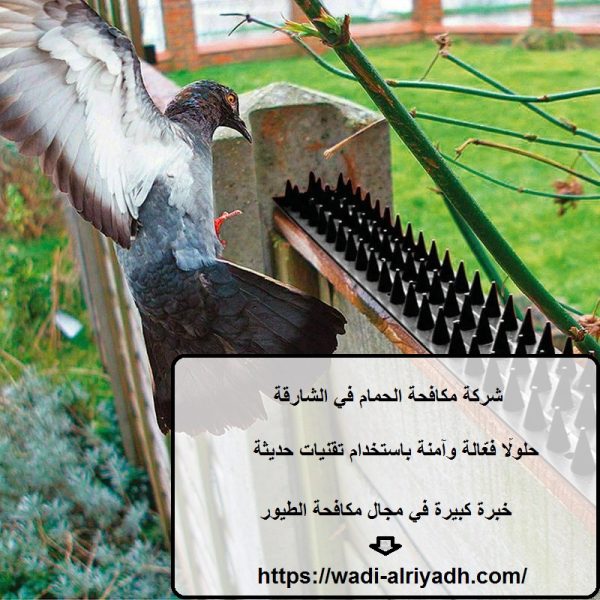 شركة مكافحة الحمام في الشارقة