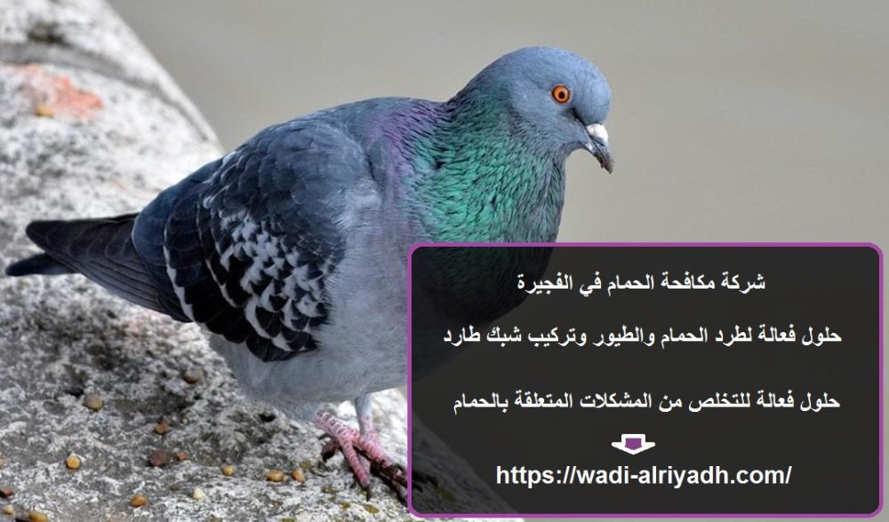 شركة مكافحة الحمام في الفجيرة