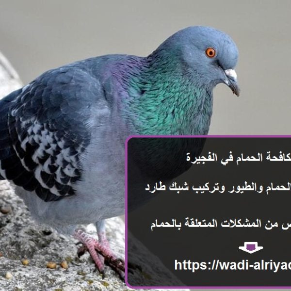 شركة مكافحة الحمام في الفجيرة