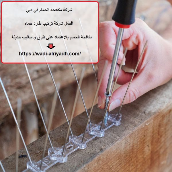 شركة مكافحة الحمام في دبي