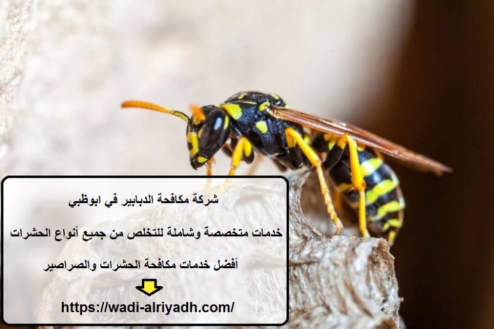 شركة مكافحة الدبابير في ابوظبي