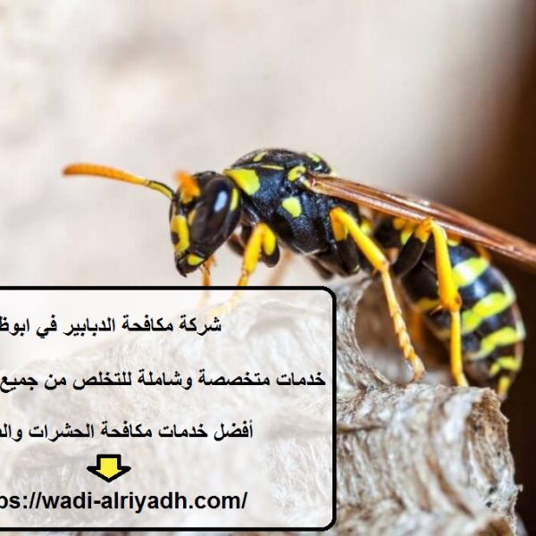 شركة مكافحة الدبابير في ابوظبي