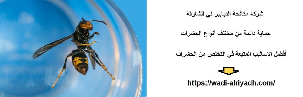 شركة مكافحة الدبابير في الشارقة