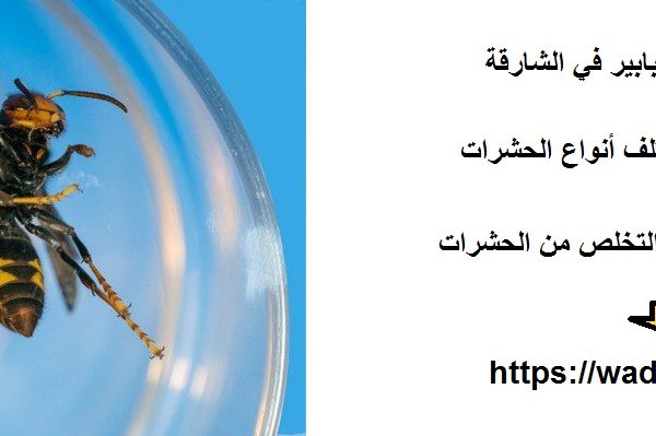 شركة مكافحة الدبابير في الشارقة