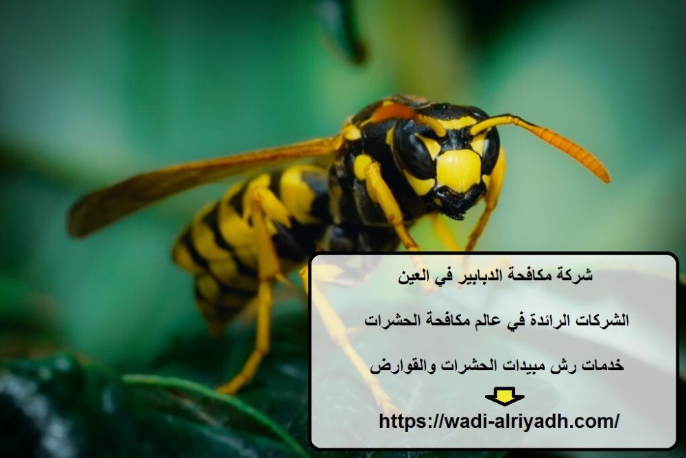 شركة مكافحة الدبابير في العين