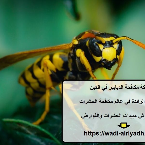 شركة مكافحة الدبابير في العين