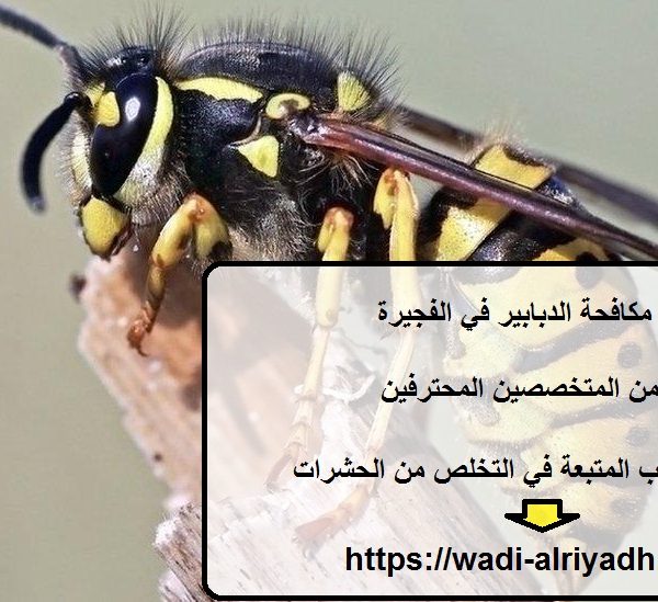 شركة مكافحة الدبابير في الفجيرة