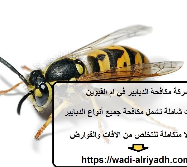 شركة مكافحة الدبابير في ام القيوين