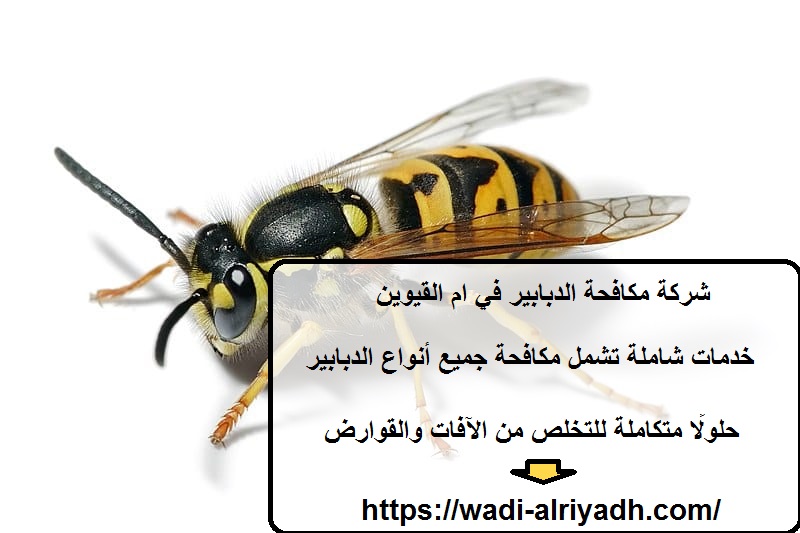 شركة مكافحة الدبابير في ام القيوين