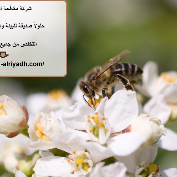 شركة مكافحة الدبابير في دبي