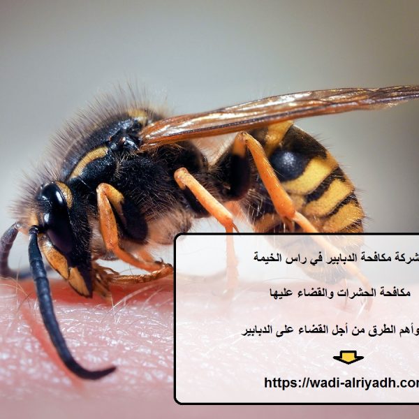 شركة مكافحة الدبابير في راس الخيمة