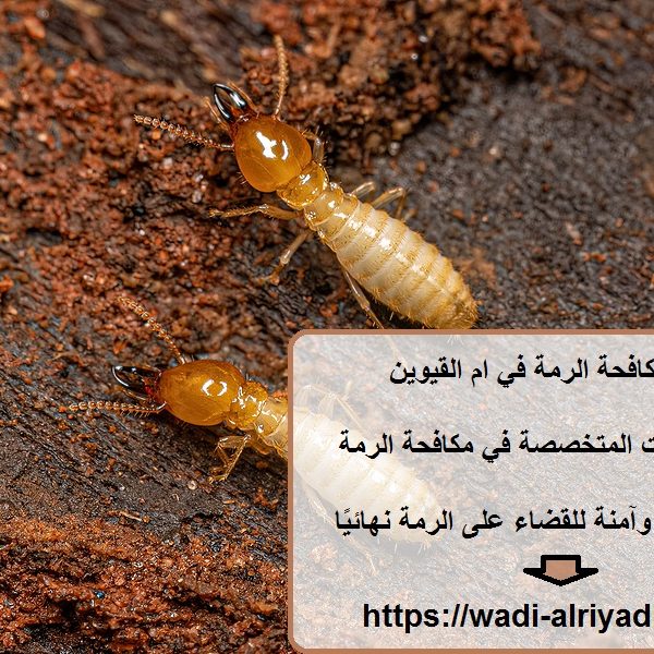شركة مكافحة الرمة في ام القيوين