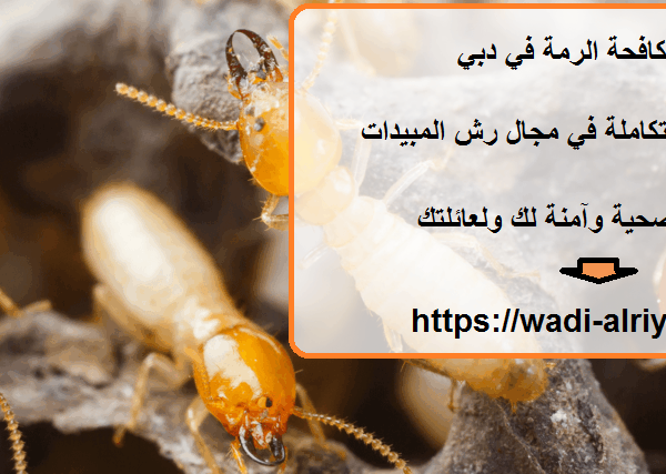 شركة مكافحة الرمة في دبي