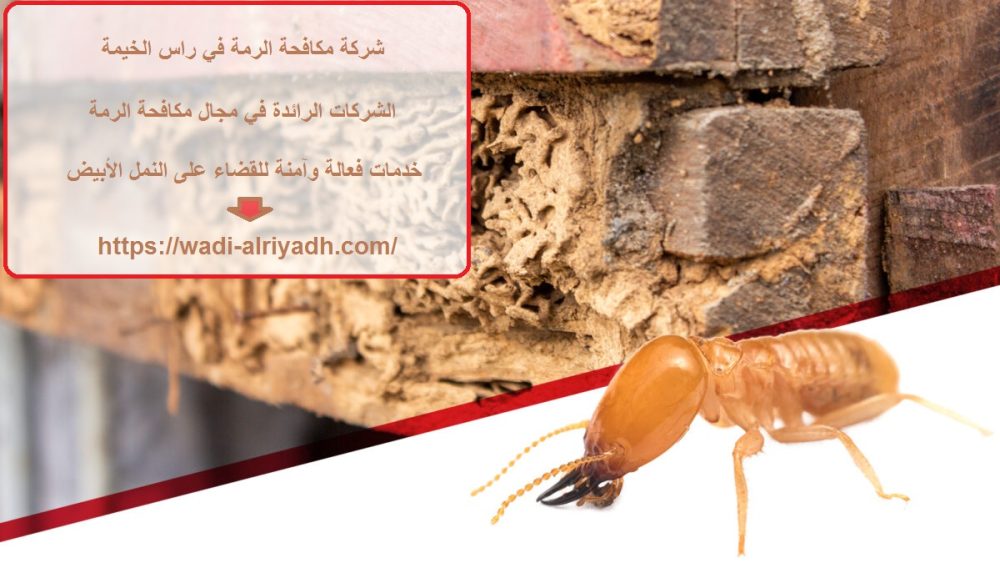 شركة مكافحة الرمة في راس الخيمة