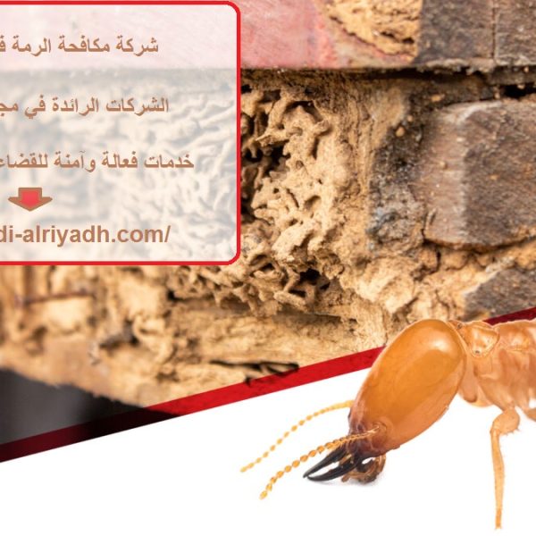 شركة مكافحة الرمة في راس الخيمة
