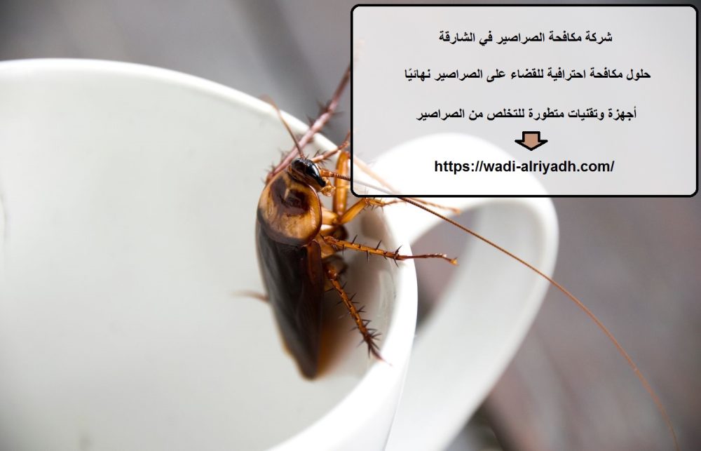 شركة مكافحة الصراصير في الشارقة