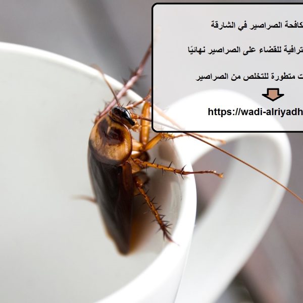 شركة مكافحة الصراصير في الشارقة