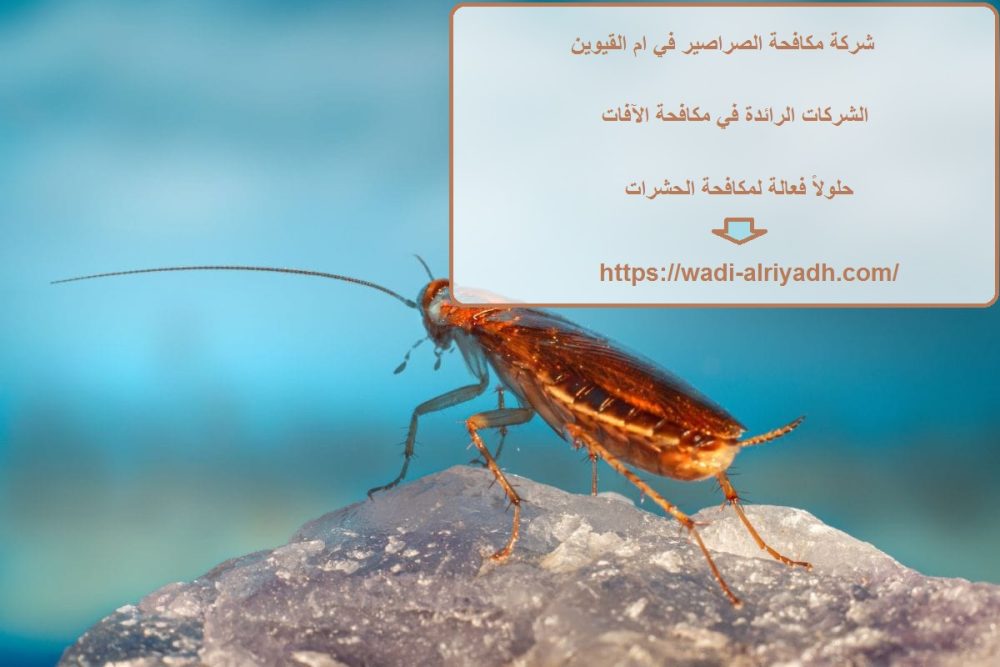 شركة مكافحة الصراصير في ام القيوين