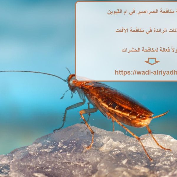 شركة مكافحة الصراصير في ام القيوين