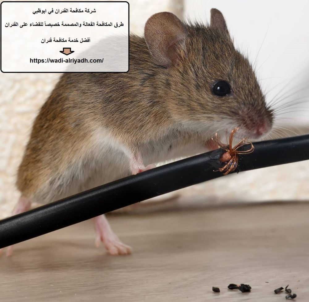 شركة مكافحة الفئران في ابوظبي