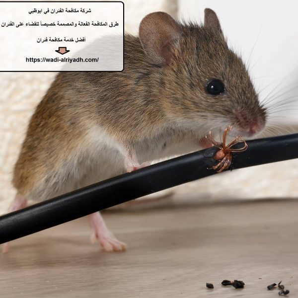 شركة مكافحة الفئران في ابوظبي