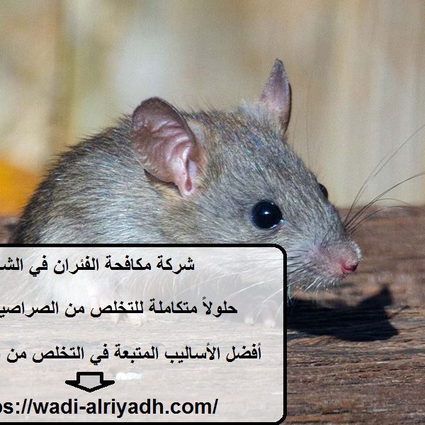 شركة مكافحة الفئران في الشارقة