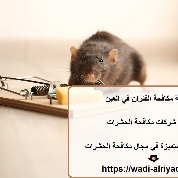 شركة مكافحة الفئران في العين