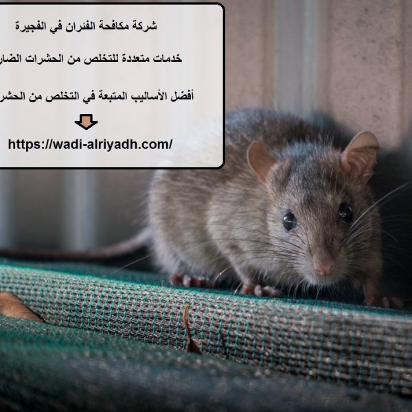 شركة مكافحة الفئران في الفجيرة