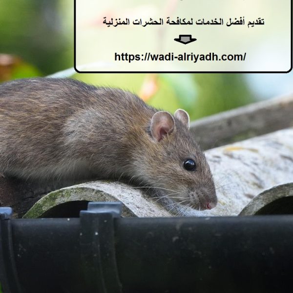 شركة مكافحة الفئران في ام القيوين