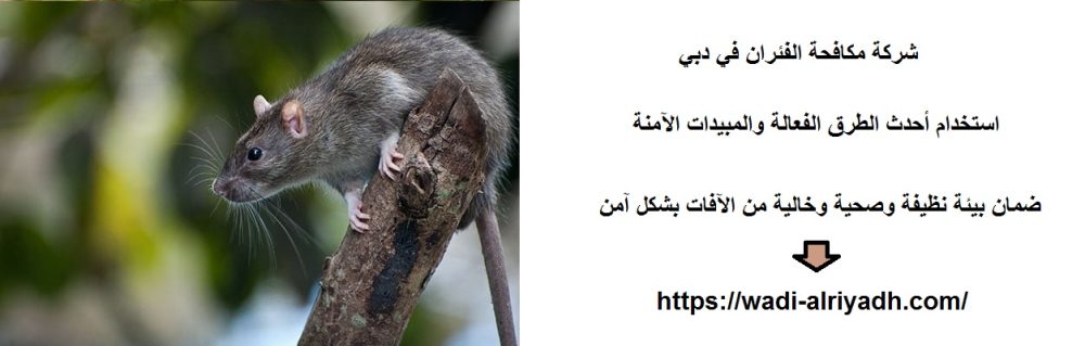 شركة مكافحة الفئران في دبي