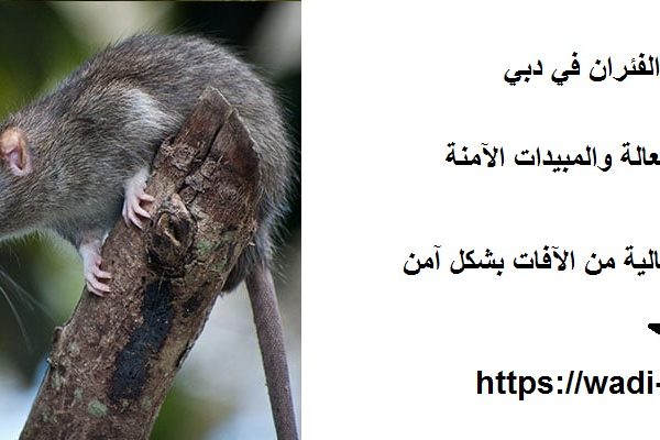 شركة مكافحة الفئران في دبي