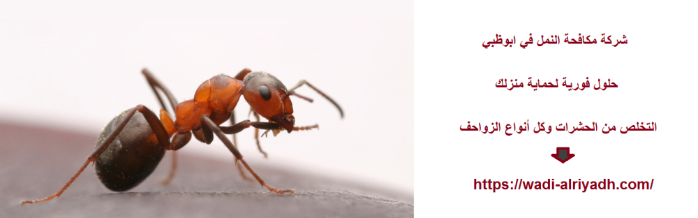 شركة مكافحة النمل في ابوظبي