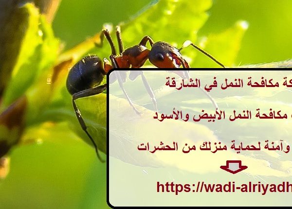 شركة مكافحة النمل في الشارقة