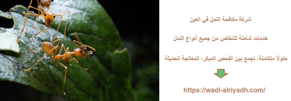 شركة مكافحة النمل في العين