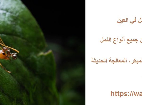 شركة مكافحة النمل في العين