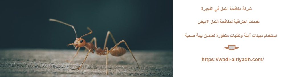 شركة مكافحة النمل في الفجيرة