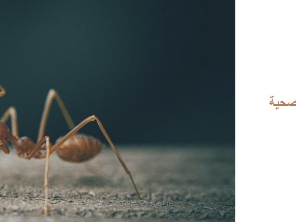 شركة مكافحة النمل في الفجيرة